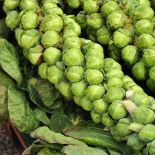 Organic Brussel Sprouts Plant Starter (Long Island)