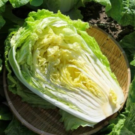 Organic Chinese Cabbage Plant Starter