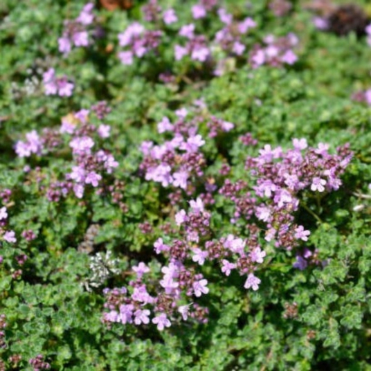 Organic Creeping Thyme Plant Starter