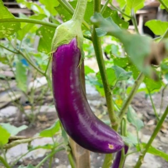 Organic Eggplant Plant Starter (Long Purple)