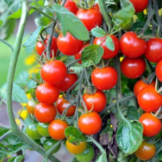 Organic Tomato Plant Starter (Cherry)