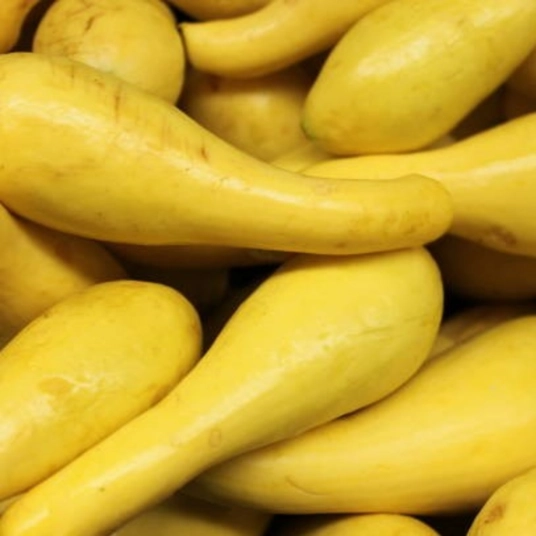 Organic Squash Plant Starter (Early Prolific Straightneck)