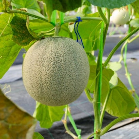 Organic Honeydew Melon Plant Starter