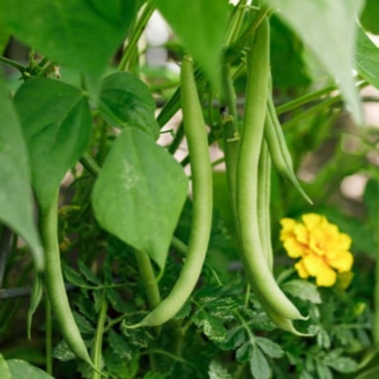 Organic Garden Bean Plant Starter (Top Crop Bush)