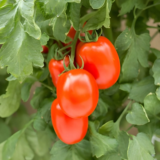 Organic Tomato Plant Starter (Roma)