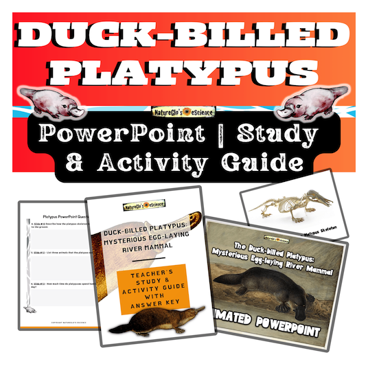 Platypus PowerPoint with Activity and Study Guide