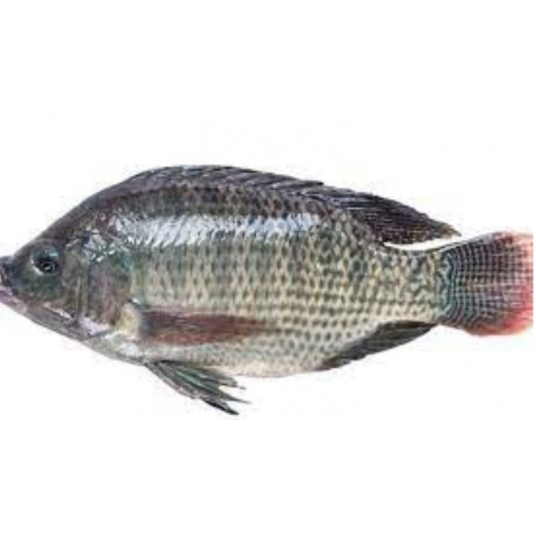 Ikan Nila