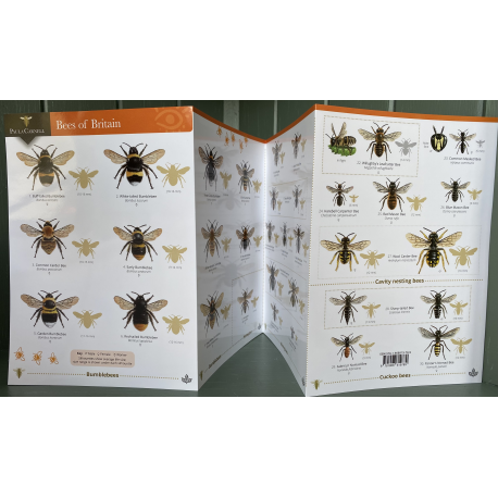 Bees of Britain ID Card