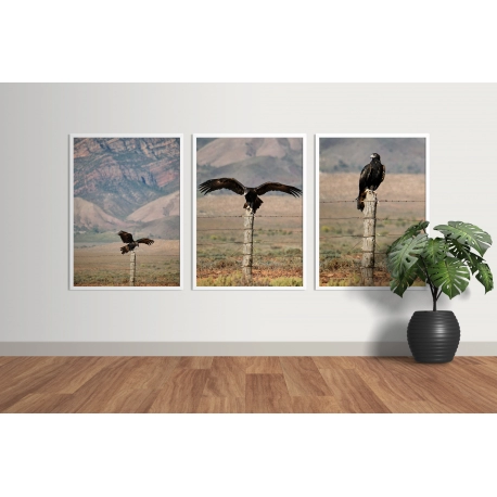 Wedge Tailed Eagle - Complete Collection