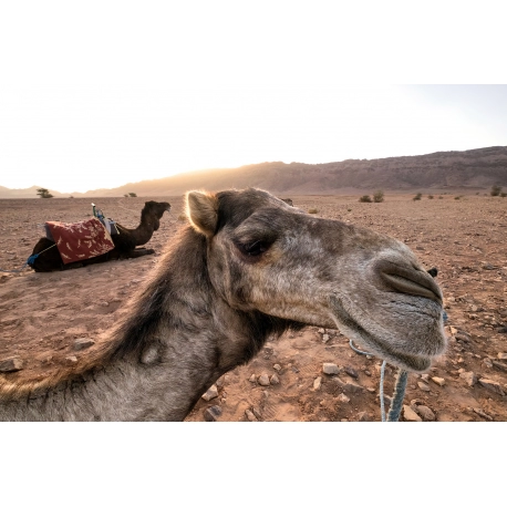 The Saharan Camel