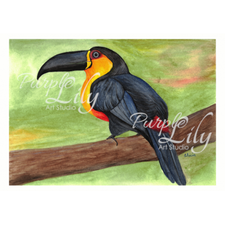 Mason's Toucan