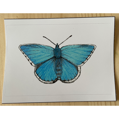 Vinyl Sticker - Blue Butterfly