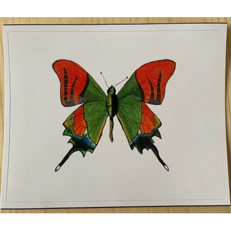Vinyl Sticker - Orange and Green Butterfly