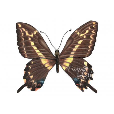 Brown Butterfly