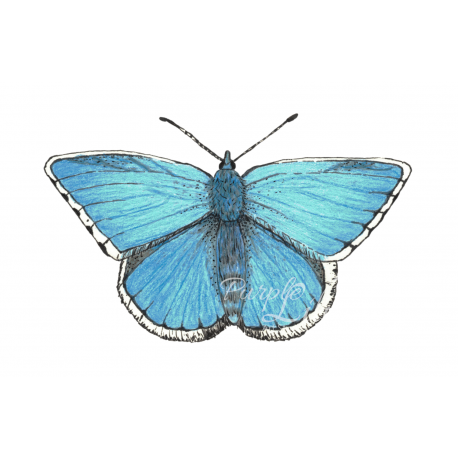 Blue Butterfly