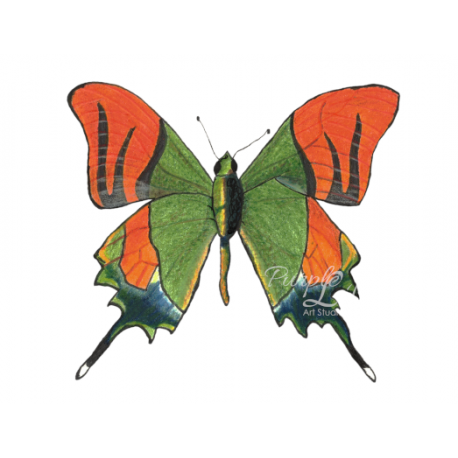 Orange and Green Butterfly