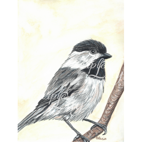 Chickadee On Branch