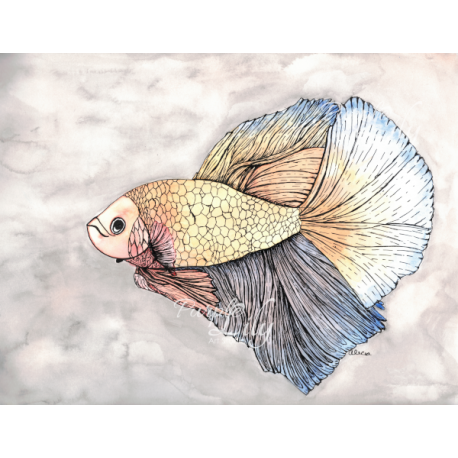 Grumpy Betta