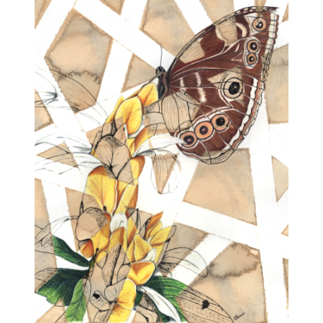 Blue Morpho Butterfly on Flowers 11x14 Print