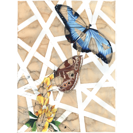 Blue Morpho Butterflies 11x14