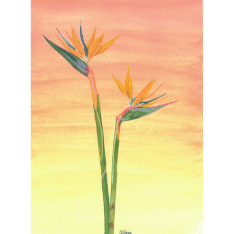 Bird of Paradise at Sunset (original)