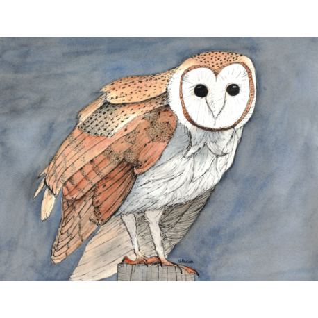 Barn Owl at Night (Original)