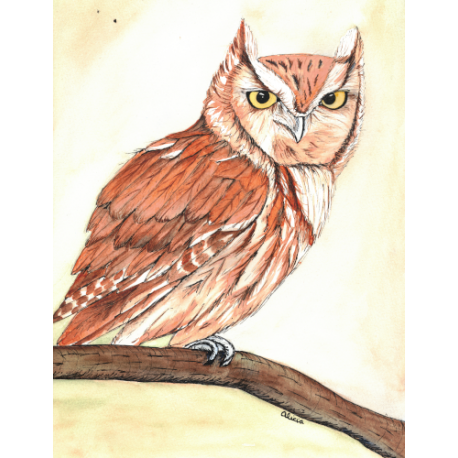Eastern Screech Owl on Branch (original)