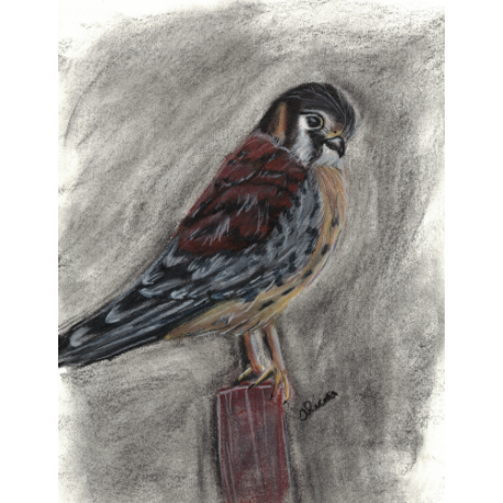 Cute Kestrel (original)