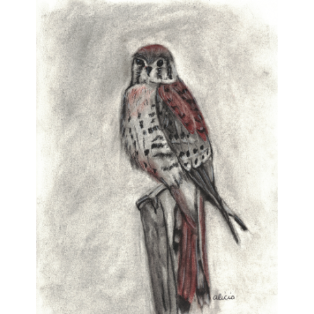 Beautiful American Kestrel (original)