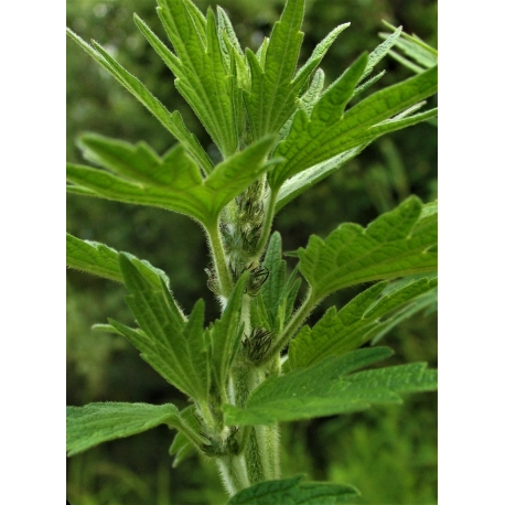 Motherwort Herb