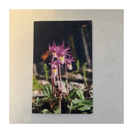 Lady Slipper Blank Card