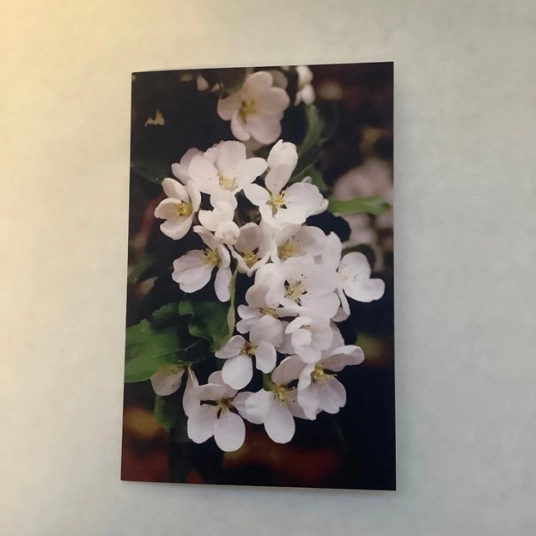 Apple Blossom Blank Greeting Card