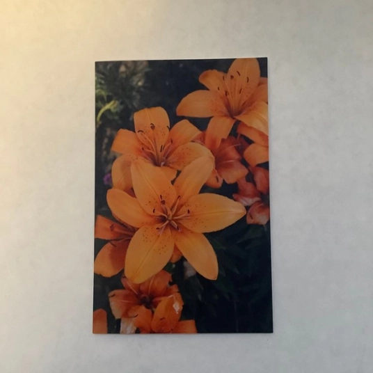 Tiger Lily Blank Greeting Card