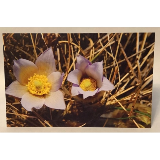 Crocus Blank Greeting Card