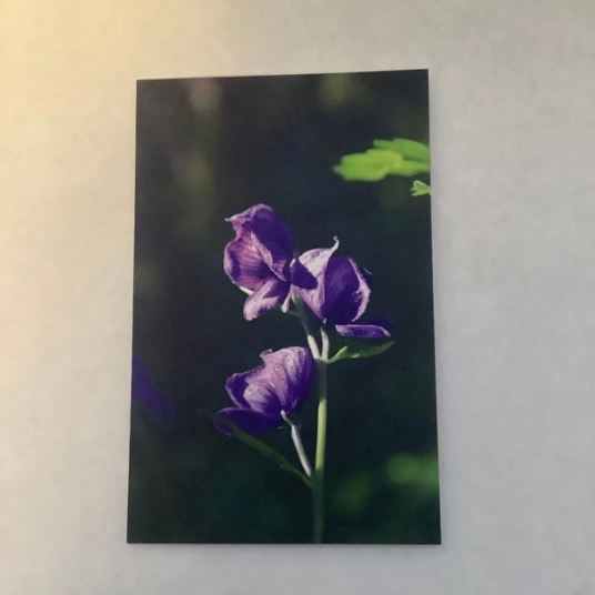 Monks Hood Blank Greeting Card