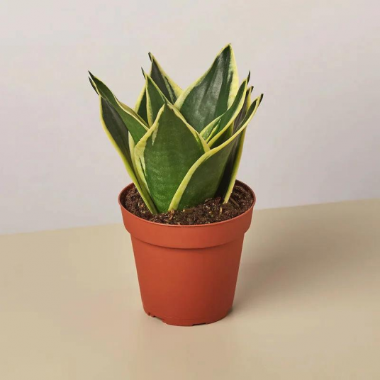 10'' Foliage Plant Desktop Plant